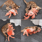 Flobster™ Interactive Cat Toy